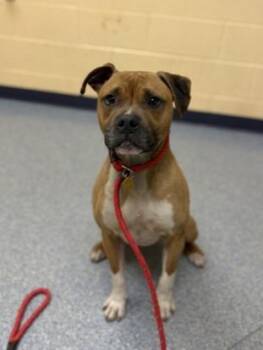 Boxer and Mixed Breed Dogs Available for Adoption in Westland, Michigan - Theo | PetCurious