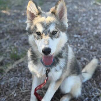 Husky Dogs Available for Adoption in Richmond, California - GUSTAV | PetCurious