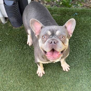Trina -  French Bulldog Dog for Adoption in Zionsville, Indiana - Trina | PetCurious