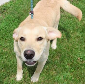 Buddie -  Labrador Retriever Dog for Adoption in Thief River Falls, Minnesota - Buddie | PetCurious
