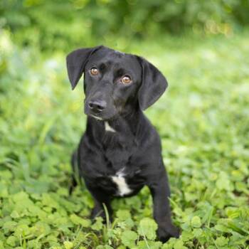 Boss -  Dachshund and Mixed Breed Dog for Adoption in Brownsboro, Alabama - Boss | PetCurious