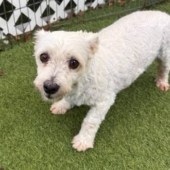 Paris 6324 -  Terrier Dog for Adoption in Loxahatchee Groves, Florida - Paris 6324 | PetCurious