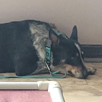 Lotus -  Australian Cattle Dog Blue Heeler Dog for Adoption in Tunkhannock, Pennsylvania - Lotus | PetCurious