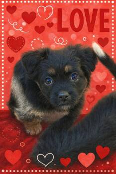 Corgi Dogs Available for Adoption - Zuri | PetCurious