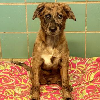 Aurora -  Cattle Dog and Mixed Breed Dog for Adoption in San Antonio, Texas - Aurora | PetCurious