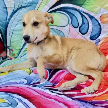 Dutches -  Beagle and Mixed Breed Dog for Adoption in Franklin, North Carolina - Dutches | PetCurious