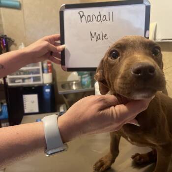 Rescue Mixed Breed Dogs for Adoption in Valley, Alabama - Randal | PetCurious
