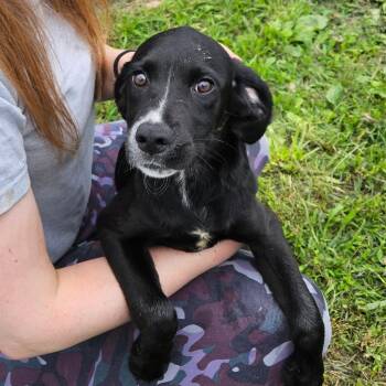 Molly -  Mixed Breed Dog for Adoption in Oneonta, New York - Molly | PetCurious