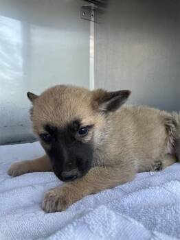 Mixed Breed Dogs Available for Adoption - ELANOR | PetCurious