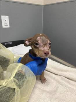 TOM CHEWS -  Pit Bull Terrier Dog for Adoption in Las Vegas, Nevada - TOM CHEWS | PetCurious