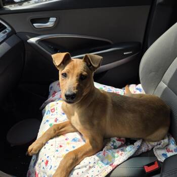 Rescue Mixed Breed Dogs for Adoption in Sioux Falls, South Dakota - Margi | PetCurious