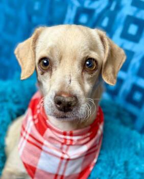 Rescue Beagle and Chihuahua Dogs for Adoption in Hondo, Texas - Tucker! Walks Around With A Ball In His Mouth, Loves People With | PetCurious