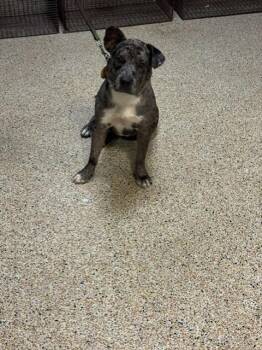 DUNNELLON -  Catahoula Leopard Dog and Mixed Breed Dog for Adoption in Doral, Florida - DUNNELLON | PetCurious