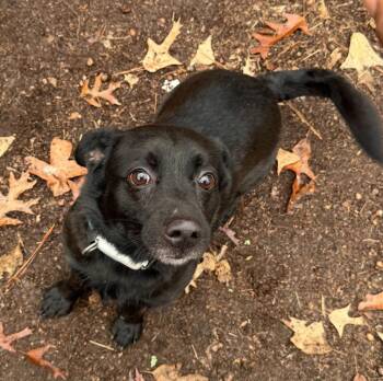 Terrier Dogs Available for Adoption - Ukon | PetCurious