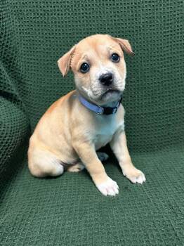Marianne -  American Staffordshire Terrier Dog for Adoption in Walker, Louisiana - Marianne | PetCurious