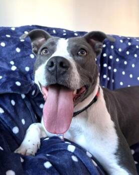 Mixed Breed Dogs Available for Adoption - Scrunchy | PetCurious