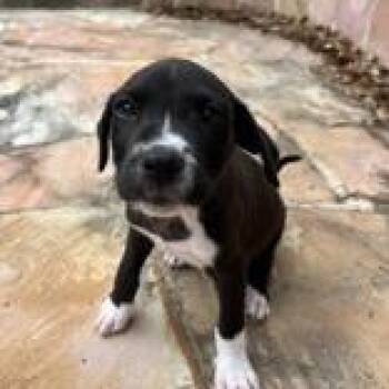 Pointer and Mixed Breed Dogs Available for Adoption in Tampa, Florida - Ollie | PetCurious