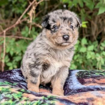 Fin 06-1622 -  Australian Shepherd and Australian Cattle Dog Blue Heeler Dog for Adoption in Tyrone, Georgia - Fin 06-1622 | PetCurious