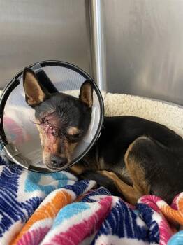 Rescue Miniature Pinscher and Mixed Breed Dogs for Adoption in Rosenberg, Texas - TACO | PetCurious