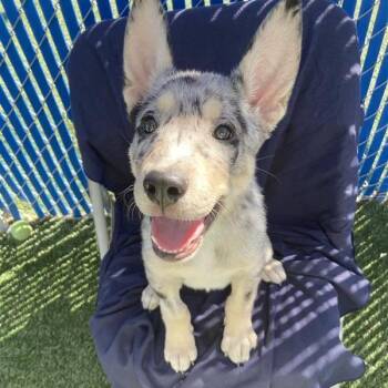 Peanut Butter -  Cattle Dog and Mixed Breed Dog for Adoption in Hawthorne, California - Peanut Butter | PetCurious