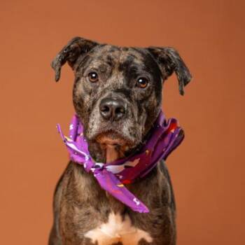 Little Foot -  Catahoula Leopard Dog and Mixed Breed Dog for Adoption in Atlanta, Georgia - Little Foot | PetCurious