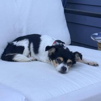 Bella -  Chihuahua Dog for Adoption in Ojai, California - Bella | PetCurious