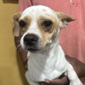 Sammy - Local November 6-8 -  Rat Terrier Dog for Adoption in Brookshire, Texas - Sammy - Local November 6-8 | PetCurious