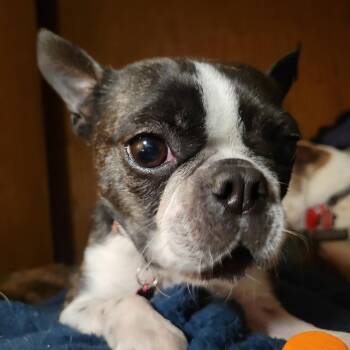 Boston Terrier Dogs Available for Adoption in Jefferson Hills, Pennsylvania - Minnie | PetCurious