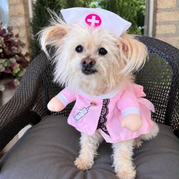 Milly Rose -  Yorkshire Terrier and Maltese Dog for Adoption in Houston, Texas - Milly Rose | PetCurious