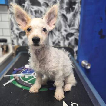 Crouton -  West Highland White Terrier Westie and Jack Russell Terrier Dog for Adoption in Wahiawa, Hawaii - Crouton | PetCurious