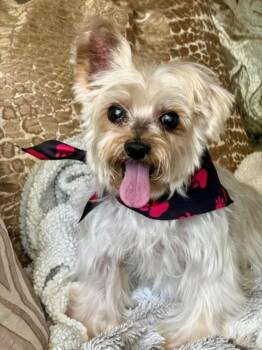 PIERRE -  Yorkshire Terrier Dog for Adoption in Burbank, California - PIERRE | PetCurious