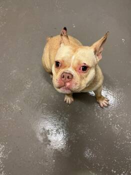 Magnolia (mags) -  French Bulldog and Mixed Breed Dog Available for Adoption in Dyersburg, Tennessee - Magnolia (mags) | PetCurious