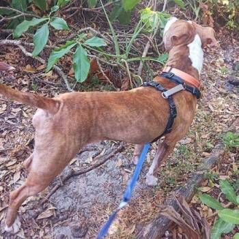 King -  Pit Bull Terrier Dog for Adoption in Tampa, Florida - King | PetCurious