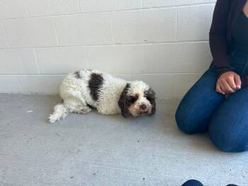 VAL (FOSTER OR FOSTER TO ADOPT) -  Mixed Breed Dog for Adoption in Ajax, Ontario - VAL (FOSTER OR FOSTER TO ADOPT) | PetCurious