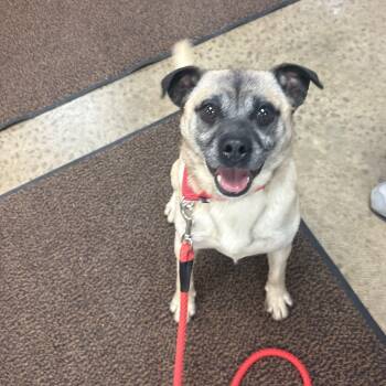 Pug Dogs Available for Adoption in Indiana, Pennsylvania - Buster | PetCurious