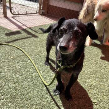 Timon -  Chihuahua Dog for Adoption in Pacific Grove, California - Timon | PetCurious