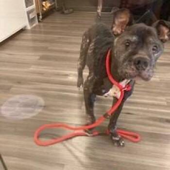 YORK-Stray-16819 -  Pit Bull Terrier Dog for Adoption in York, Pennsylvania - YORK-Stray-16819 | PetCurious