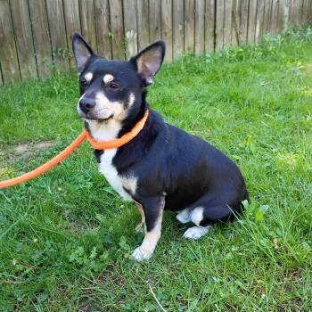 Chihuahua and Terrier Dogs Available for Adoption in Maynardville, Tennessee - Dale | PetCurious