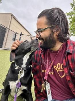 Mixed Breed Dogs Available for Adoption in Wichita, Kansas - Kifi | PetCurious
