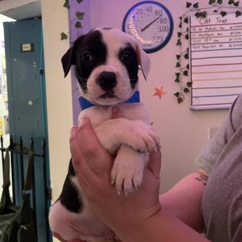 Gene -  Mixed Breed Dog for Adoption in Chattanooga, Tennessee - Gene | PetCurious