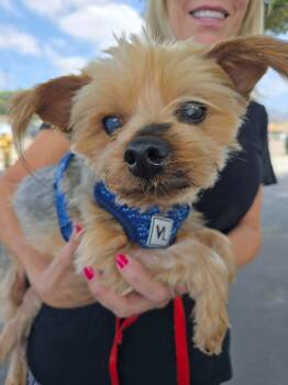 Rescue Yorkshire Terrier Dogs for Adoption in El Cajon, California - Teddy Bear | PetCurious