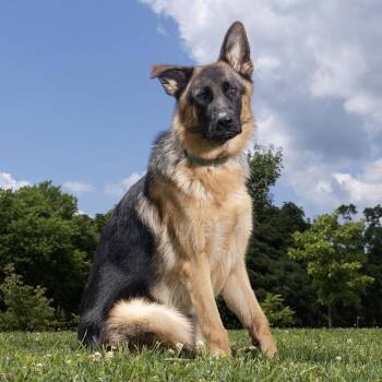 Charlie -  German Shepherd Dog Dog for Adoption in Franklin, Tennessee - Charlie | PetCurious