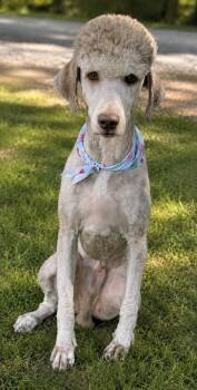 HOGAN -  Poodle and Labrador Retriever Dog for Adoption in Crossville, Tennessee - HOGAN | PetCurious