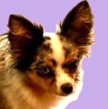 Moon -  Australian Shepherd and Chihuahua Dog for Adoption in Savannah, Georgia - Moon | PetCurious
