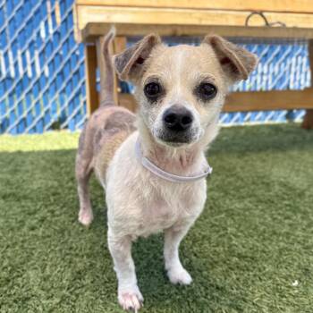 Frankie -  Chihuahua Dog for Adoption in Long Beach, California - Frankie | PetCurious