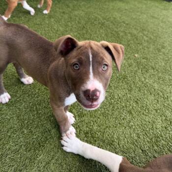 Mixed Breed Dogs Available for Adoption - Lodeon | PetCurious