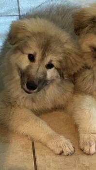 26Teeny -  Great Pyrenees Dog for Adoption in Shingle Springs, California - 26Teeny | PetCurious