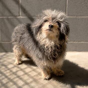Knuckles -  Yorkshire Terrier Dog for Adoption in Lathrop, California - Knuckles | PetCurious