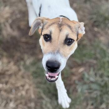 Spencer -  Collie and Labrador Retriever Dog for Adoption in Amarillo, Texas - Spencer | PetCurious