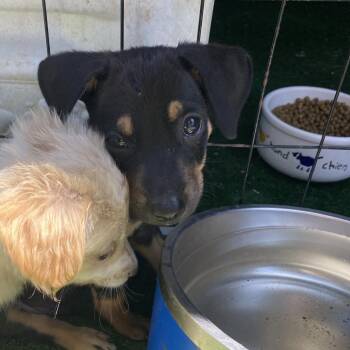 Jett -  Miniature Pinscher Dog for Adoption in Escondido, California - Jett | PetCurious